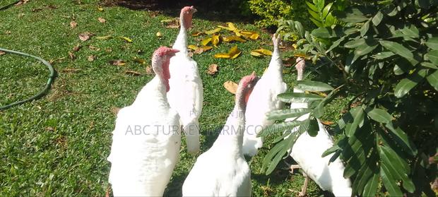 White Turkey Birds - thumbnail 8