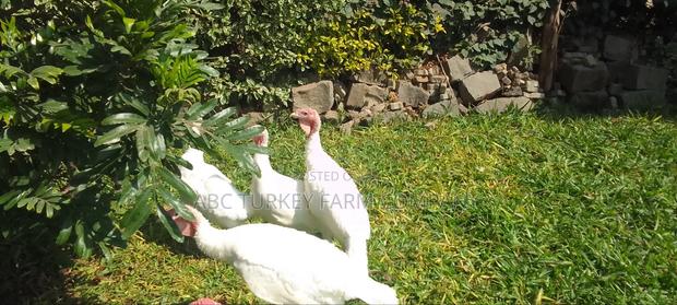 White Turkey Birds - thumbnail 9