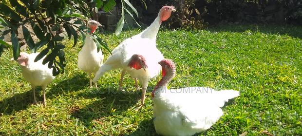 White Turkey Birds - thumbnail 10