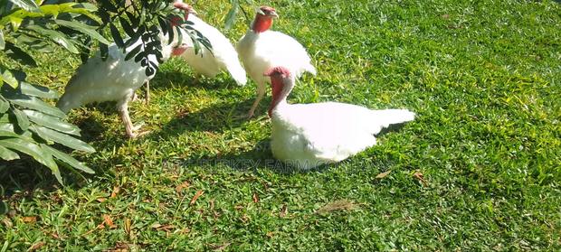 White Turkey Birds - thumbnail 12