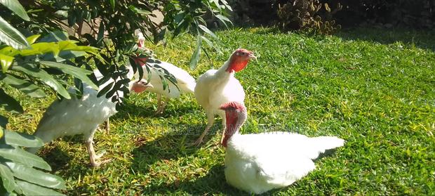 White Turkey Birds - thumbnail 13