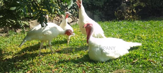 White Turkey Birds - thumbnail 14