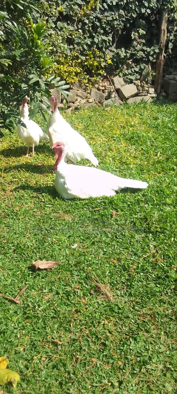 White Turkey Birds - thumbnail 16