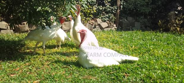 White Turkey Birds - thumbnail 17