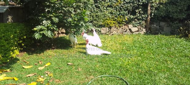 White Turkey Birds - thumbnail 18