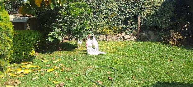 White Turkey Birds - thumbnail 19