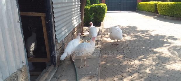 White Turkey Birds - thumbnail 20