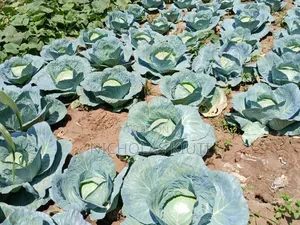 Quality Cabbages