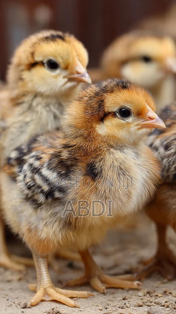 Northern Poultry