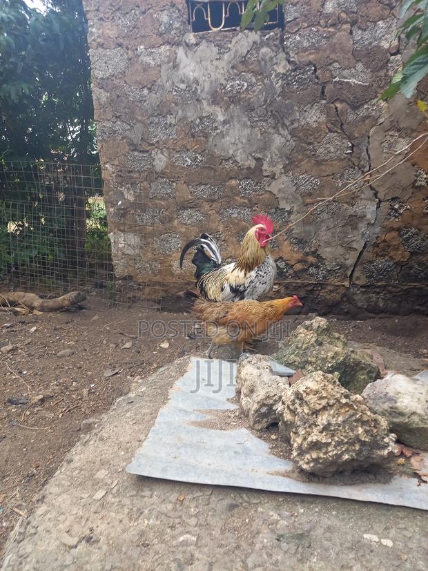 Joly Kienyeji Chicken - main view