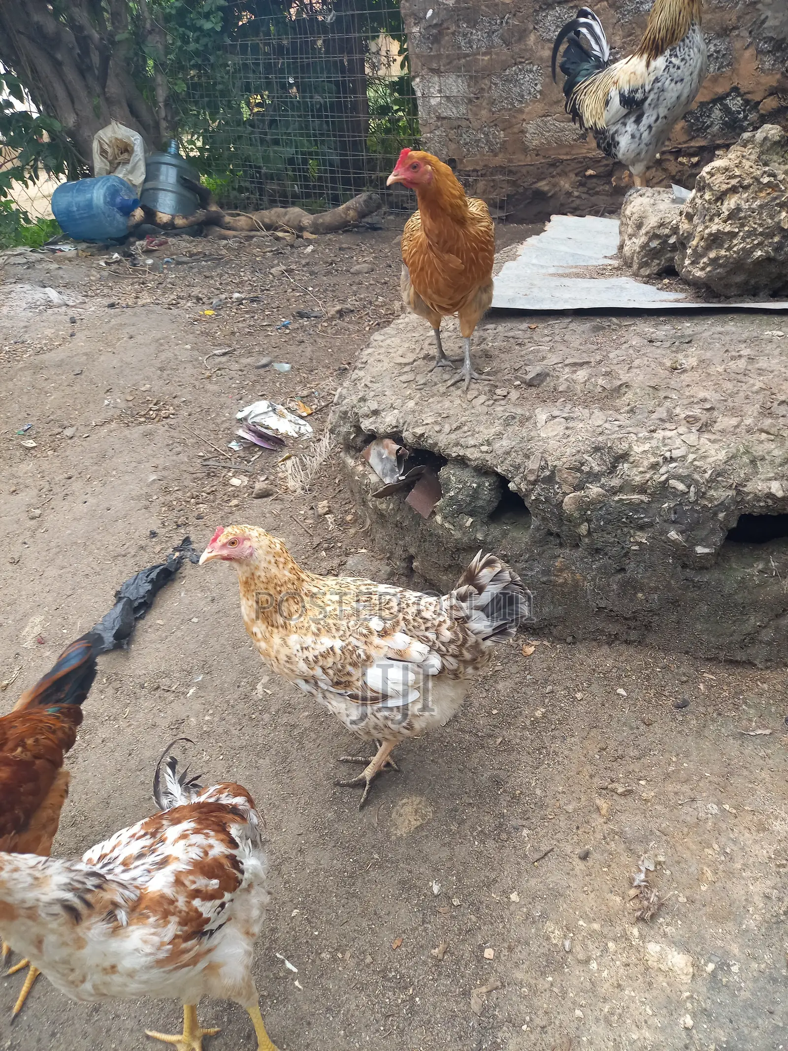 Joly Kienyeji Chicken