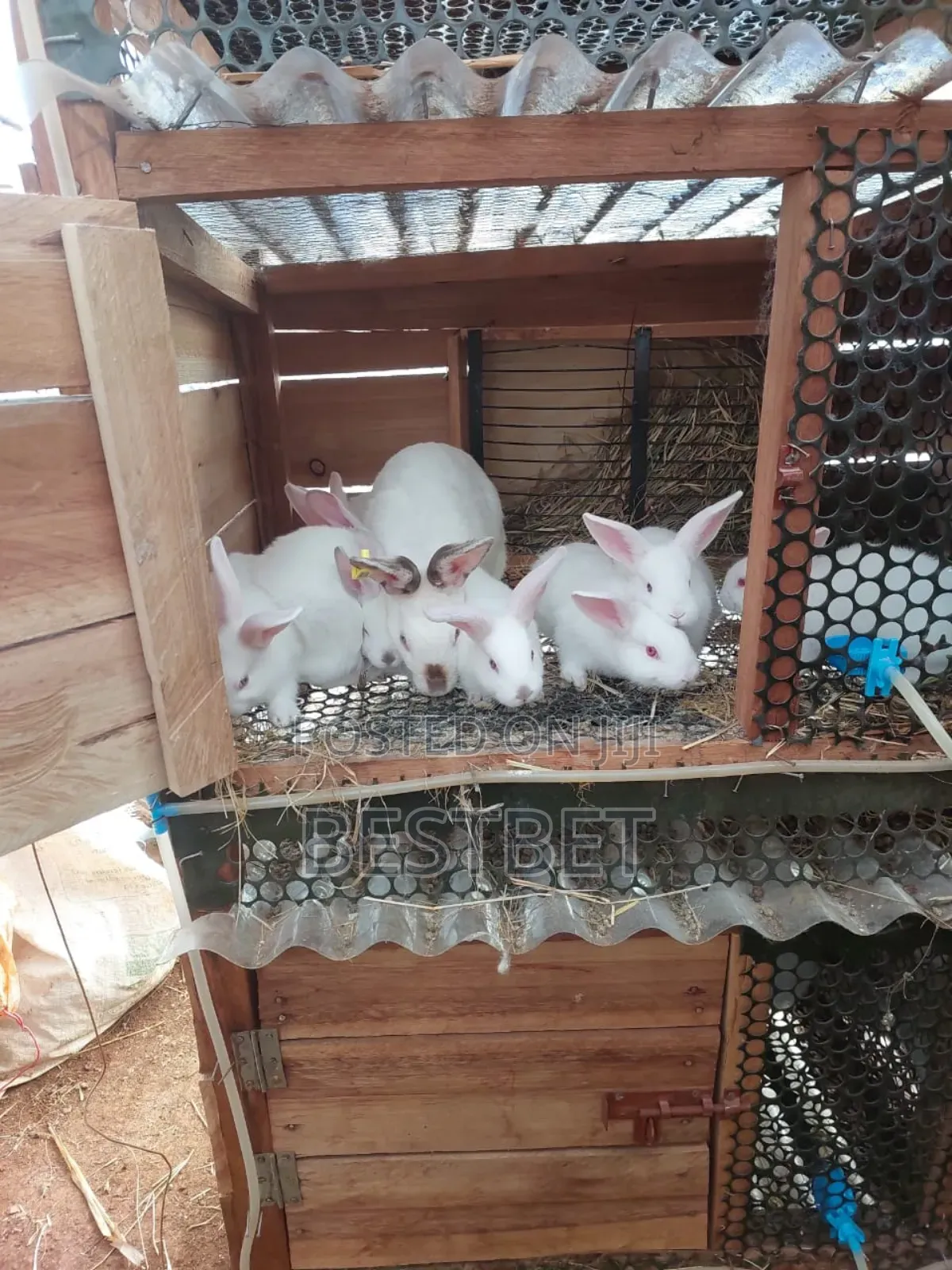 Quality Rabbits for Breeding and Meat