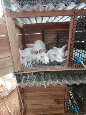Quality Rabbits for Breeding and Meat