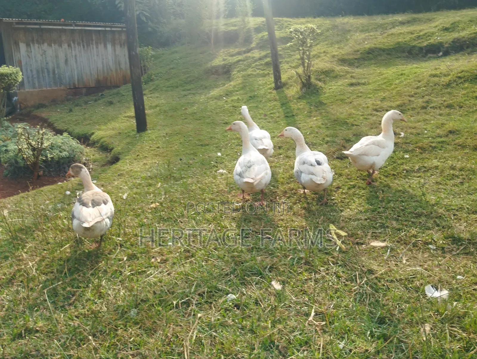 Pure Embden Geese for Sale – 1 Year Old, Healthy Ready for Breeding