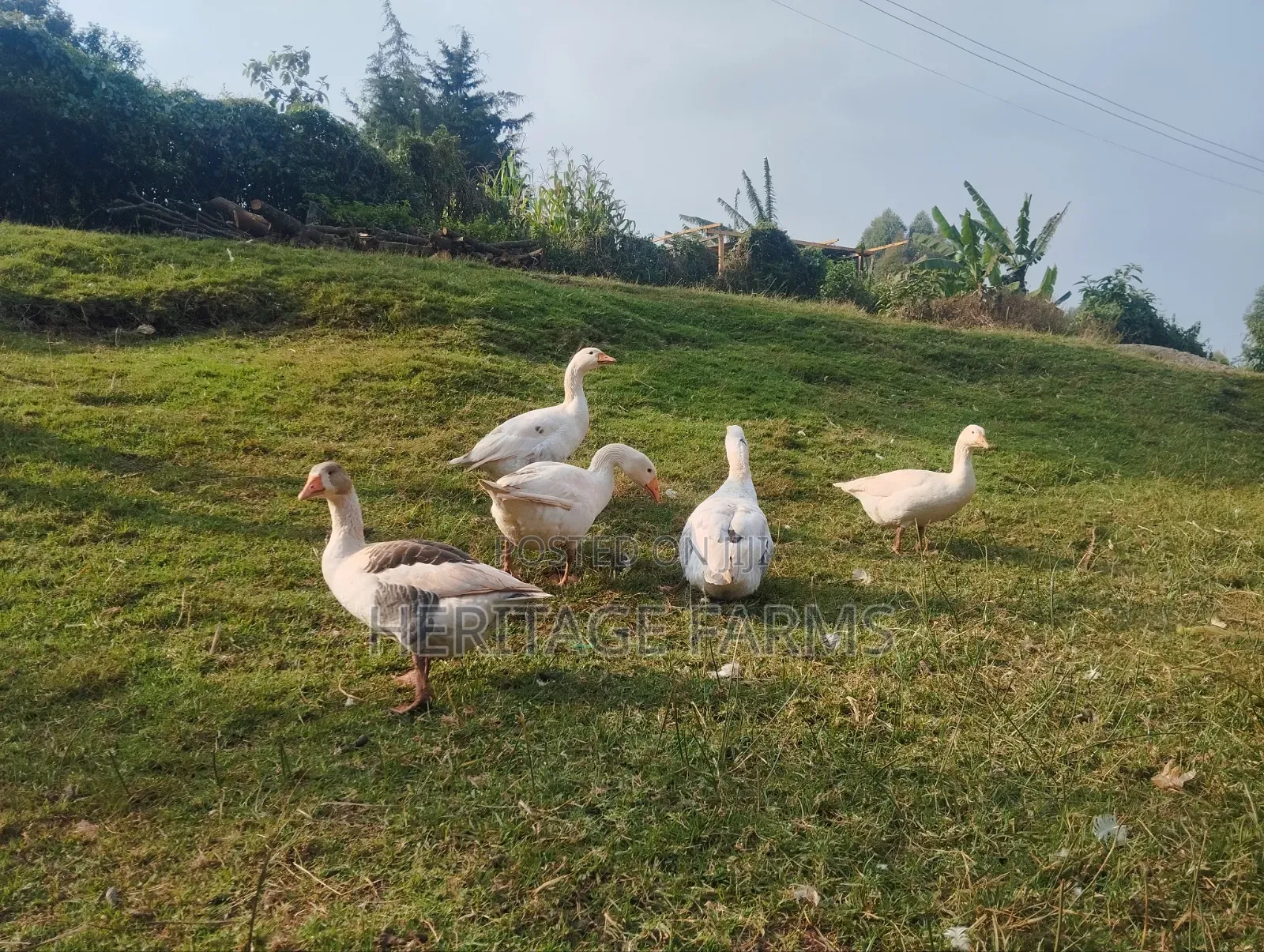 Pure Embden Geese for Sale – 1 Year Old, Healthy Ready for Breeding
