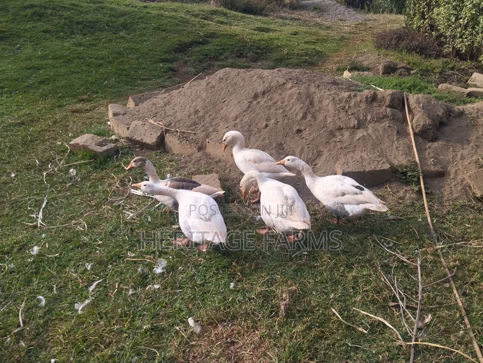 Pure Embden Geese for Sale – 1 Year Old, Healthy Ready for Breeding