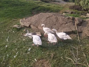 Pure Embden Geese for Sale – 1 Year Old, Healthy Ready for Breeding