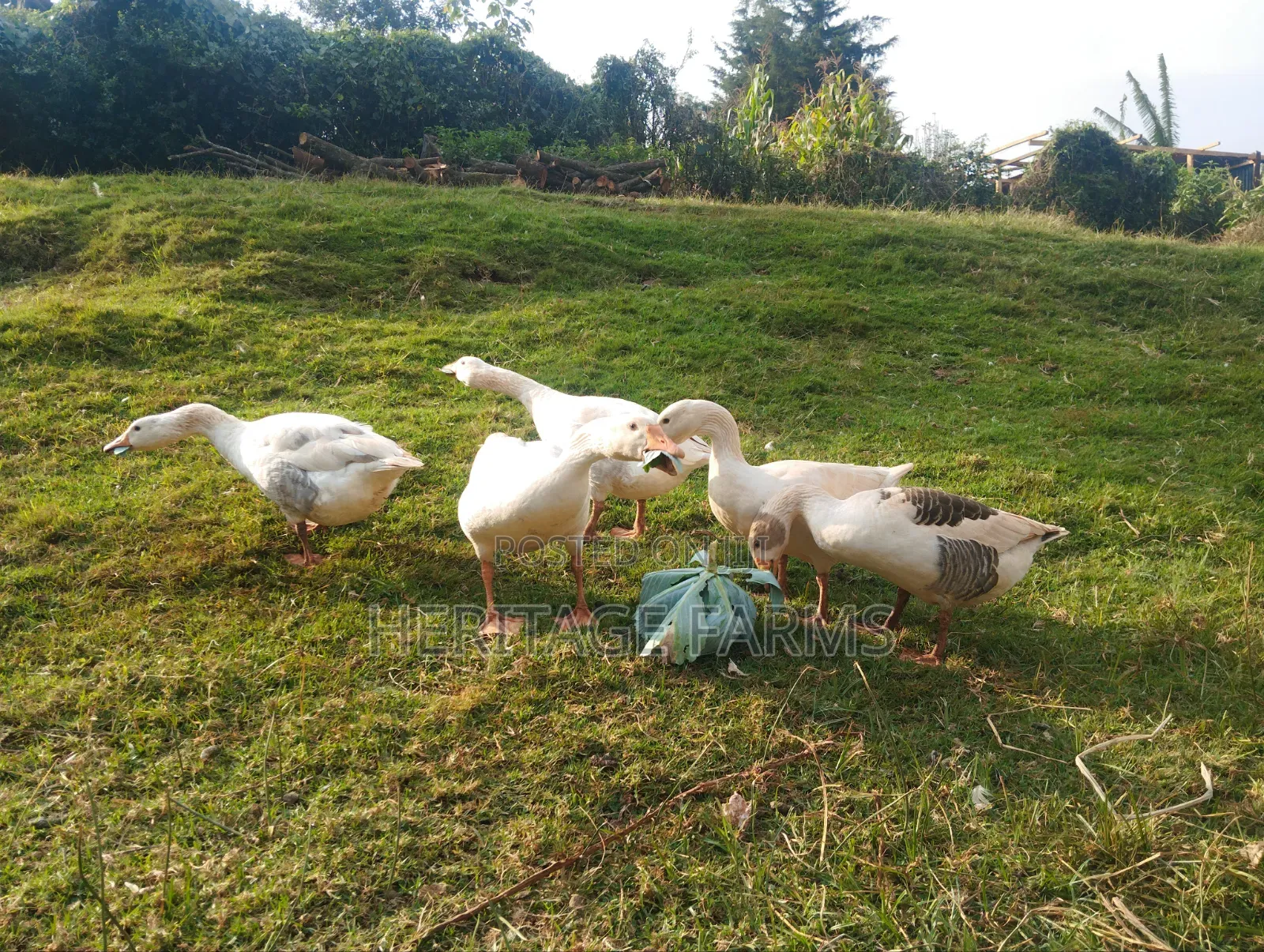 Pure Embden Geese for Sale – 1 Year Old, Healthy Ready for Breeding