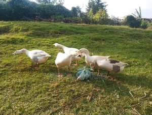 Pure Embden Geese for Sale – 1 Year Old, Healthy Ready for Breeding