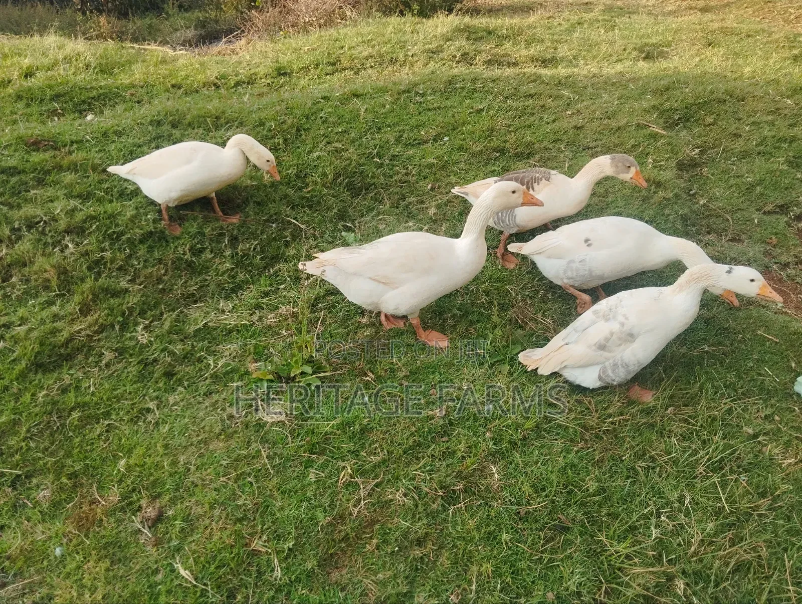 Pure Embden Geese for Sale – 1 Year Old, Healthy Ready for Breeding