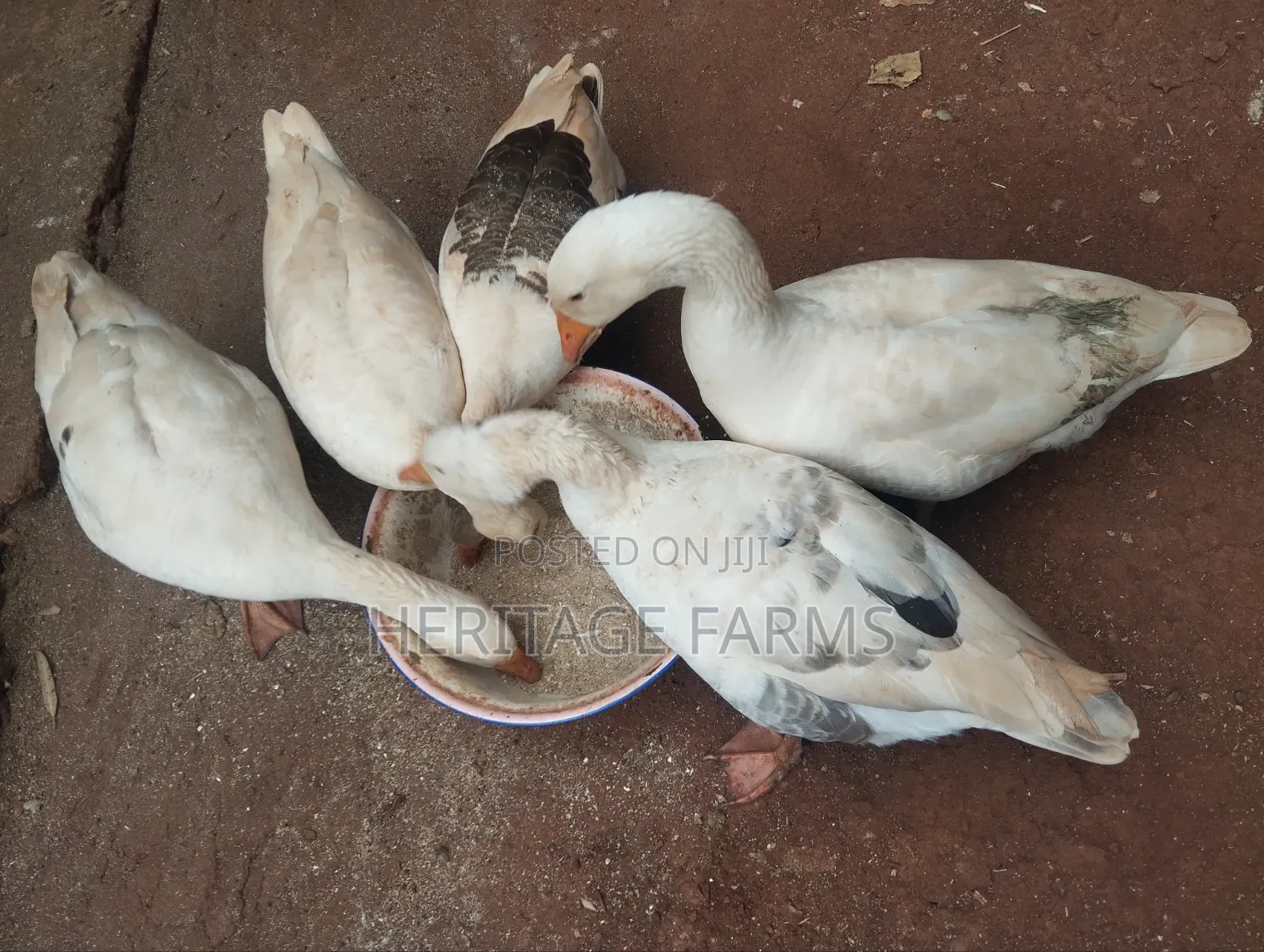 Pure Embden Geese for Sale – 1 Year Old, Healthy Ready for Breeding