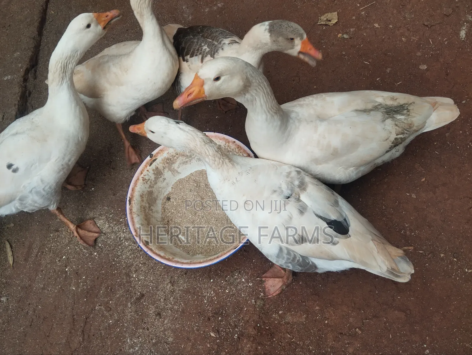 Pure Embden Geese for Sale – 1 Year Old, Healthy Ready for Breeding