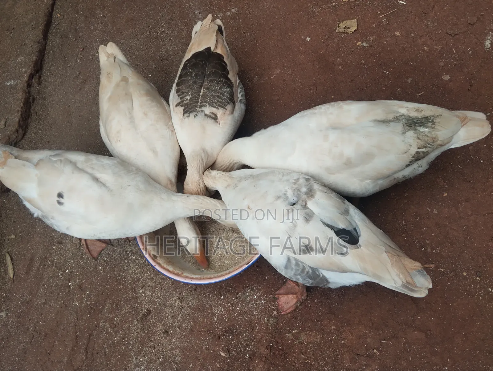 Pure Embden Geese for Sale – 1 Year Old, Healthy Ready for Breeding