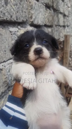 1-3 months Female Mixed Breed Japanese Spitz
