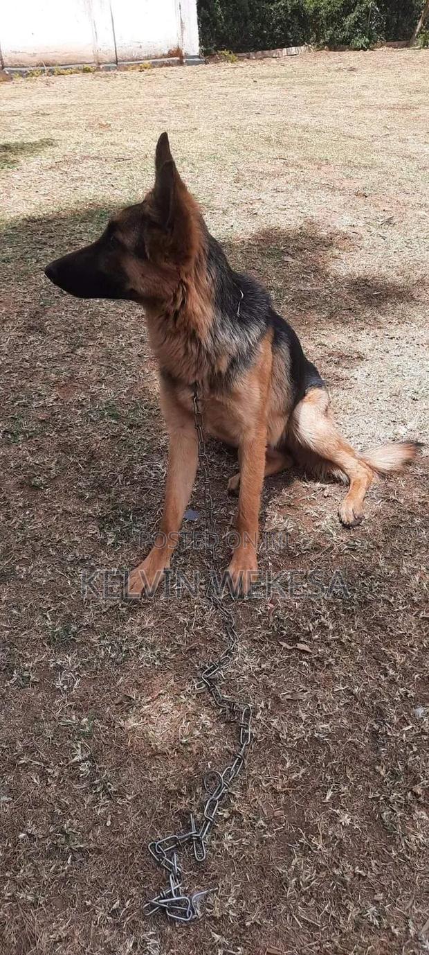 3-6 months Male Purebred German Shepherd
