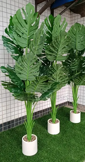 Monstera Plants