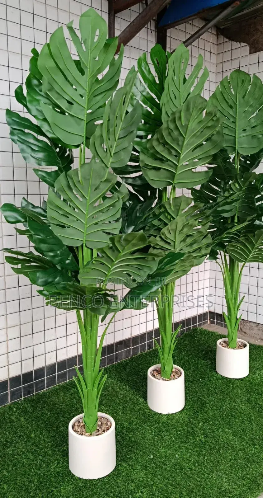 Monstera Plants