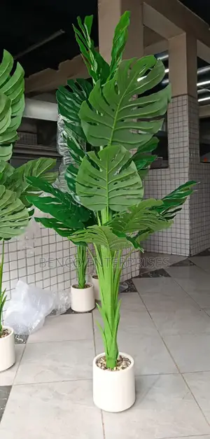 Monstera Plants