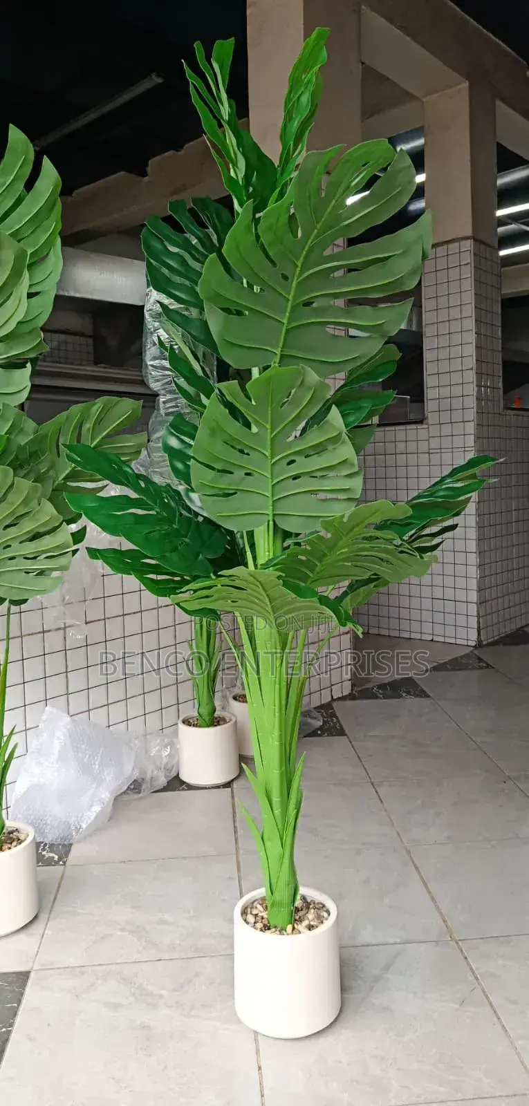 Monstera Plants