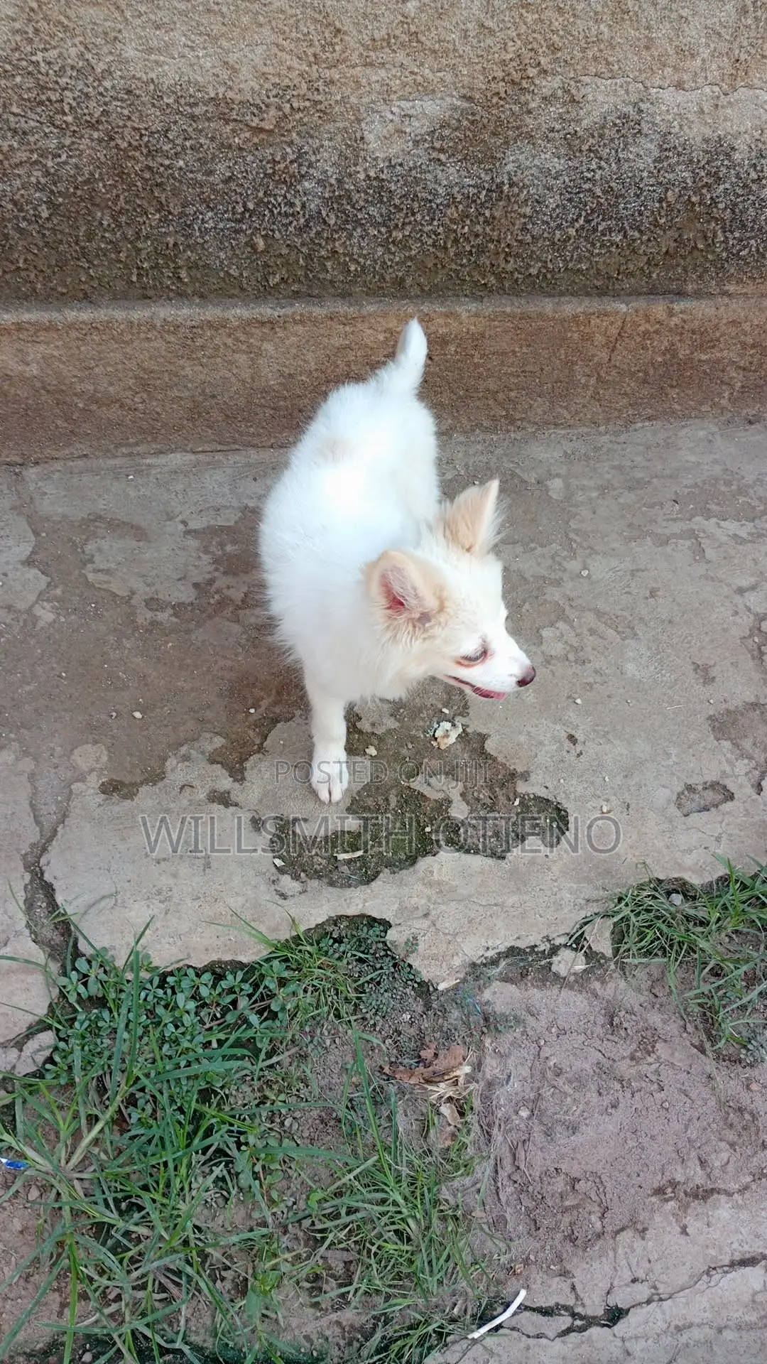 1-3 months Female Purebred Havanese