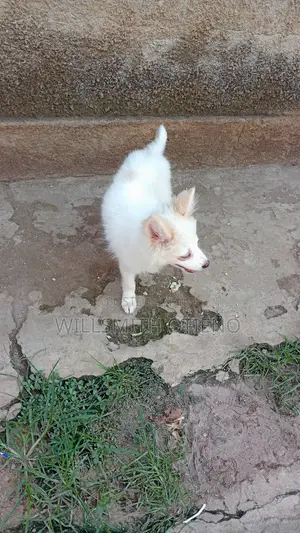1-3 months Female Purebred Havanese