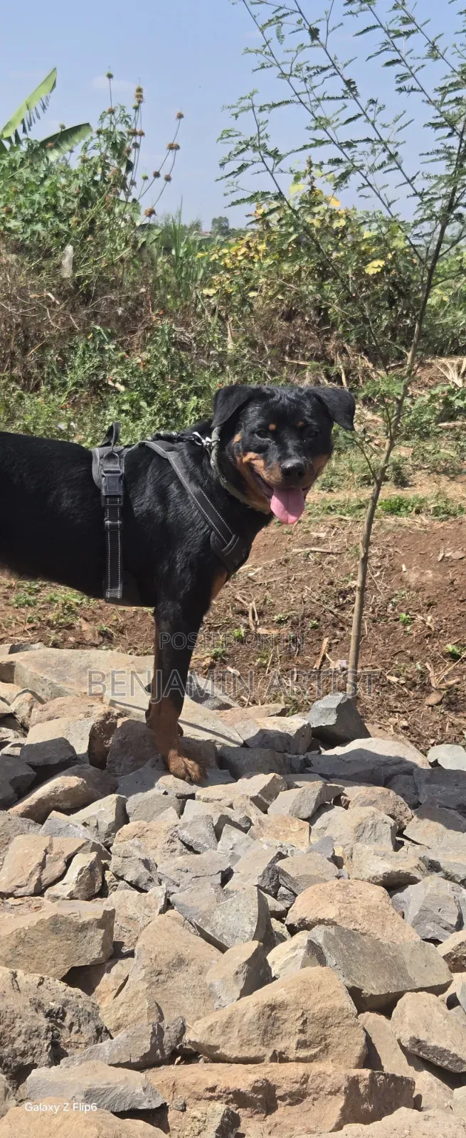 3-6 months Female Purebred Rottweiler