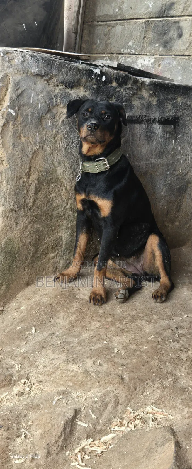 3-6 months Female Purebred Rottweiler