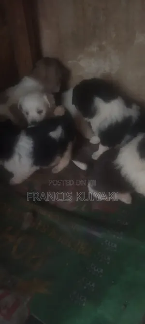1-3 months Male Purebred Japanese Spitz