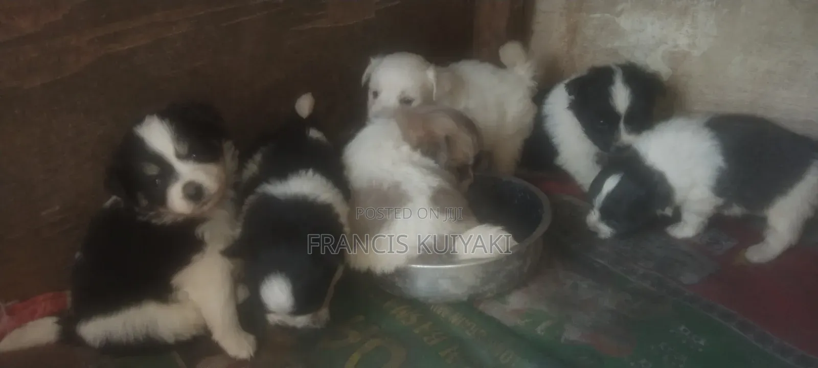 1-3 months Male Purebred Japanese Spitz