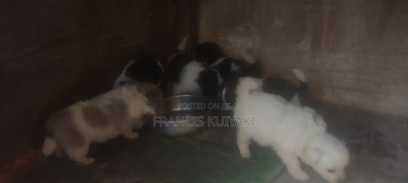 1-3 months Male Purebred Japanese Spitz