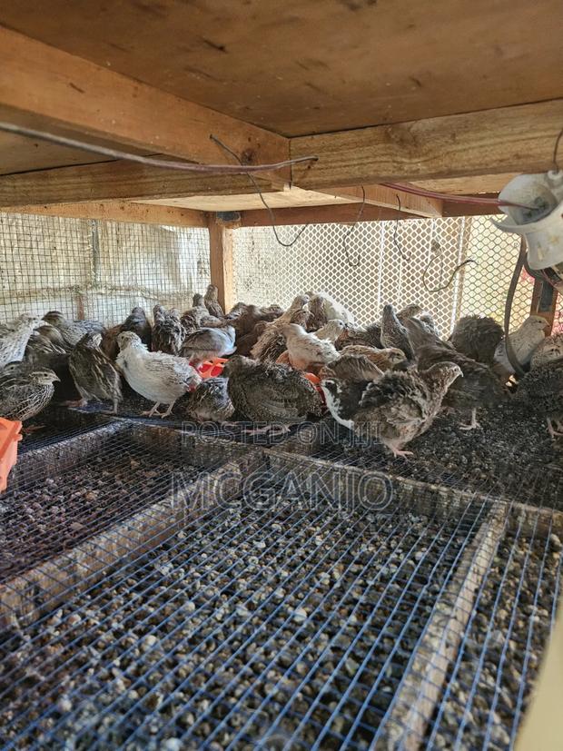 Quails From 2 Weeks to Mature Quails