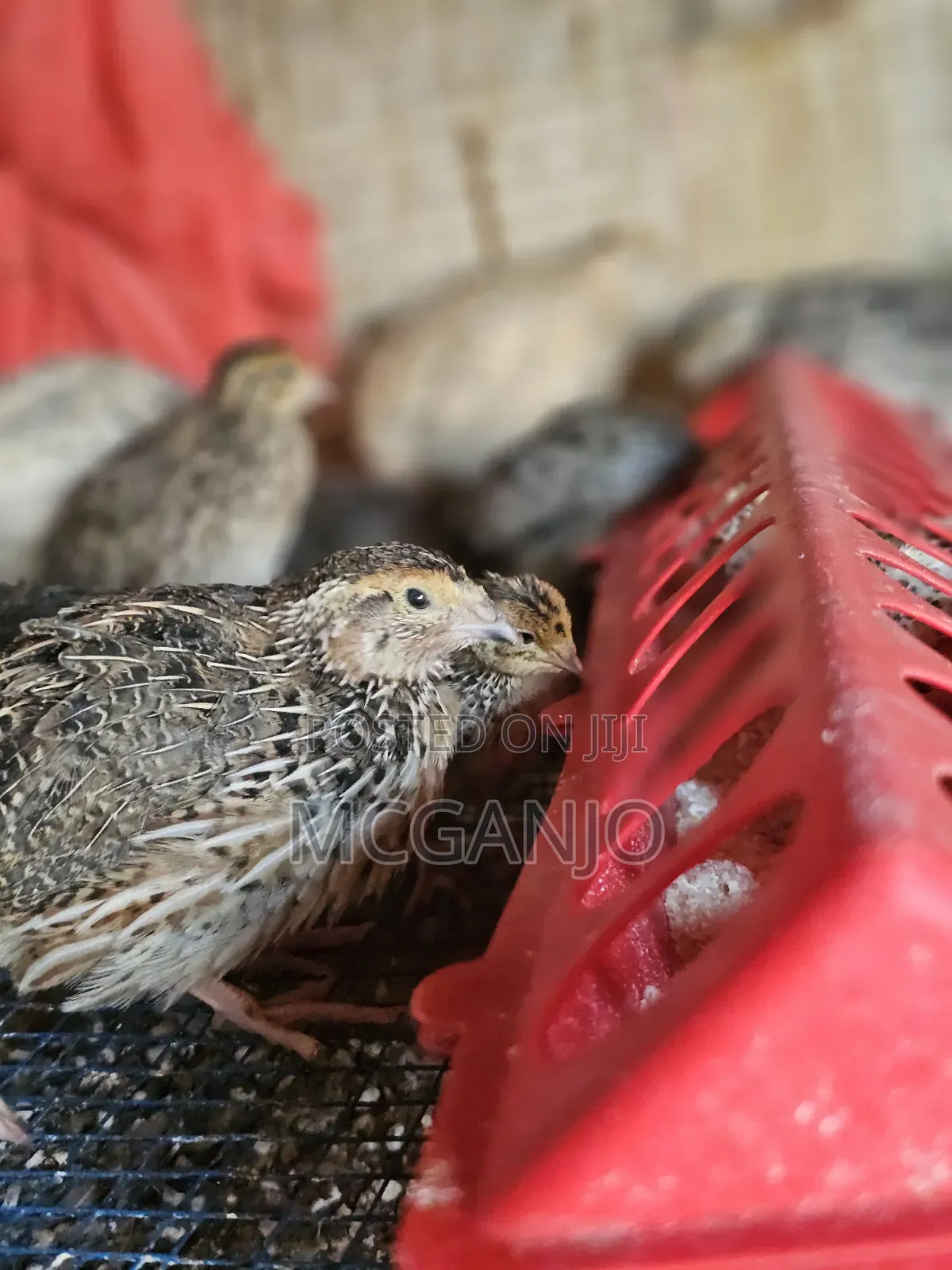 Quails From 2 Weeks to Mature Quails