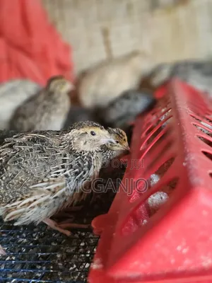 Quails From 2 Weeks to Mature Quails