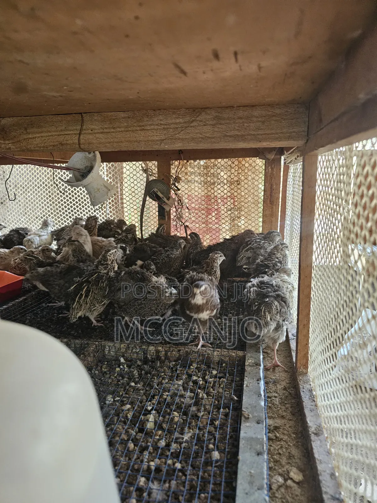 Quails From 2 Weeks to Mature Quails