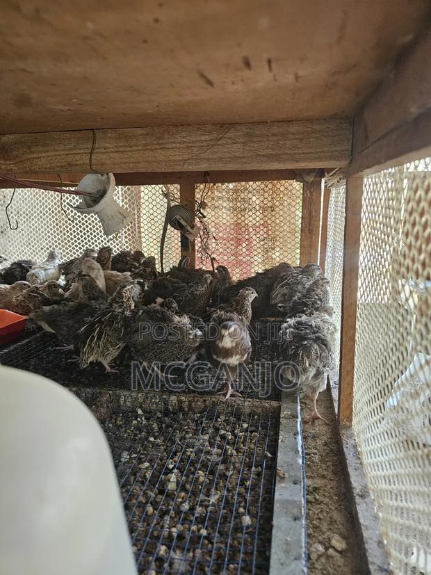 Quails From 2 Weeks to Mature Quails - thumbnail 3