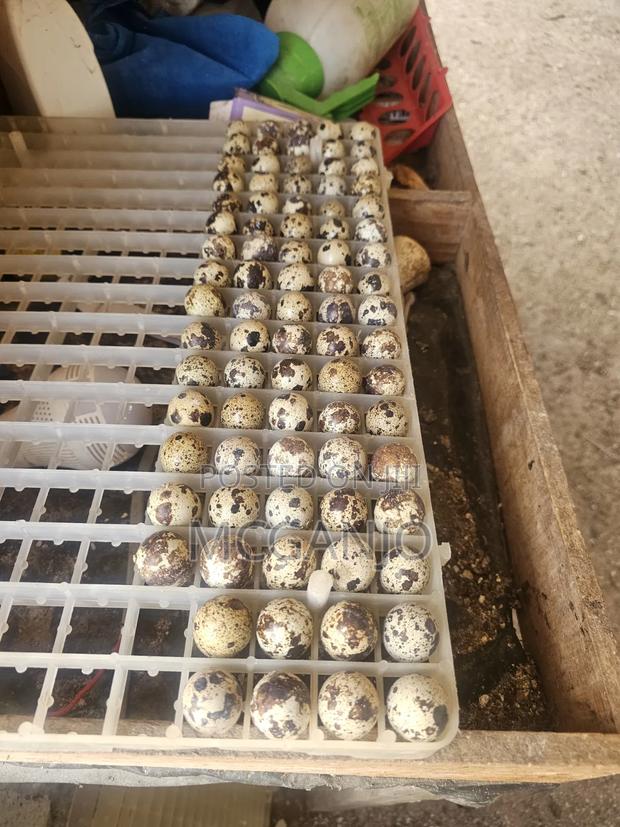 Quail Eggs