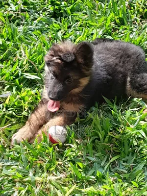 1-3 months Female Purebred German Shepherd
