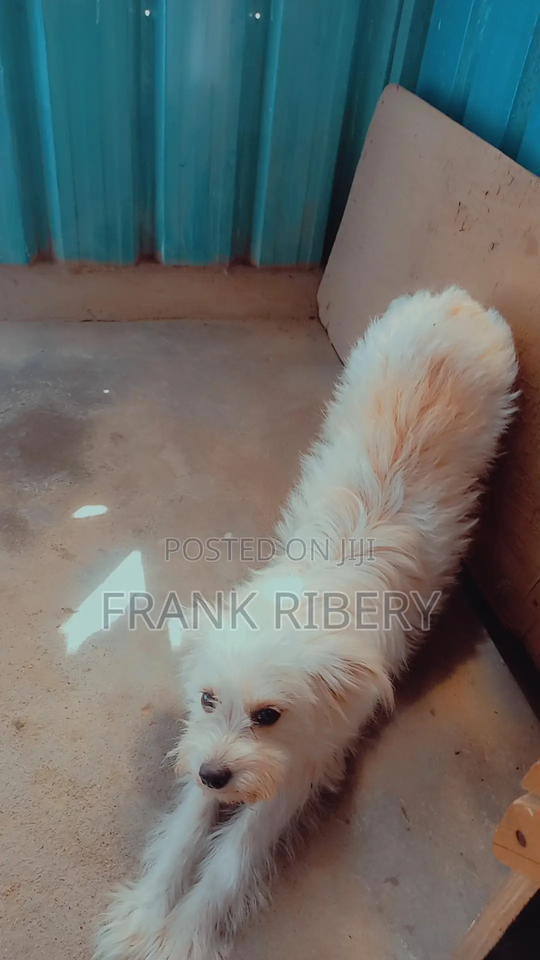 1+ year Female Mixed Breed Maltese