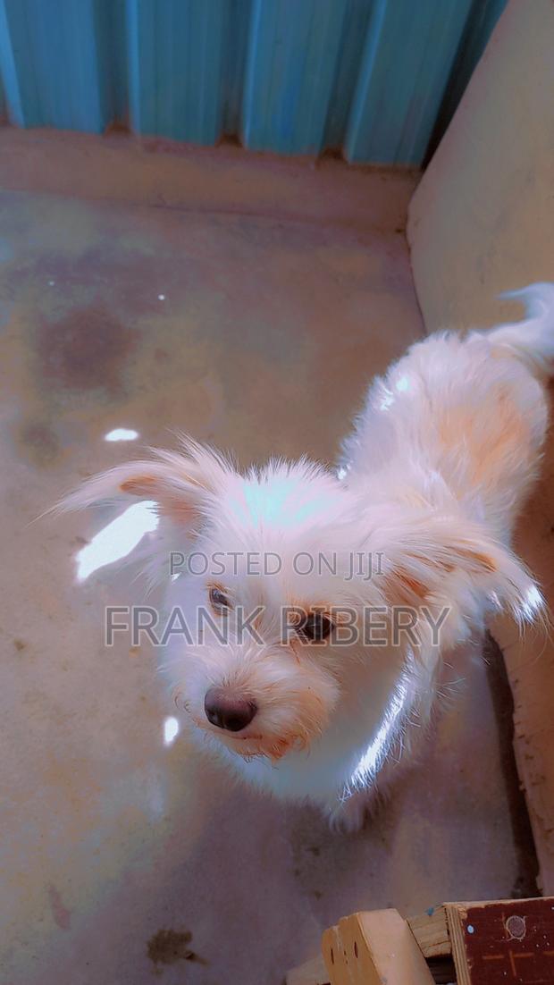 1+ year Female Mixed Breed Maltese - thumbnail 2