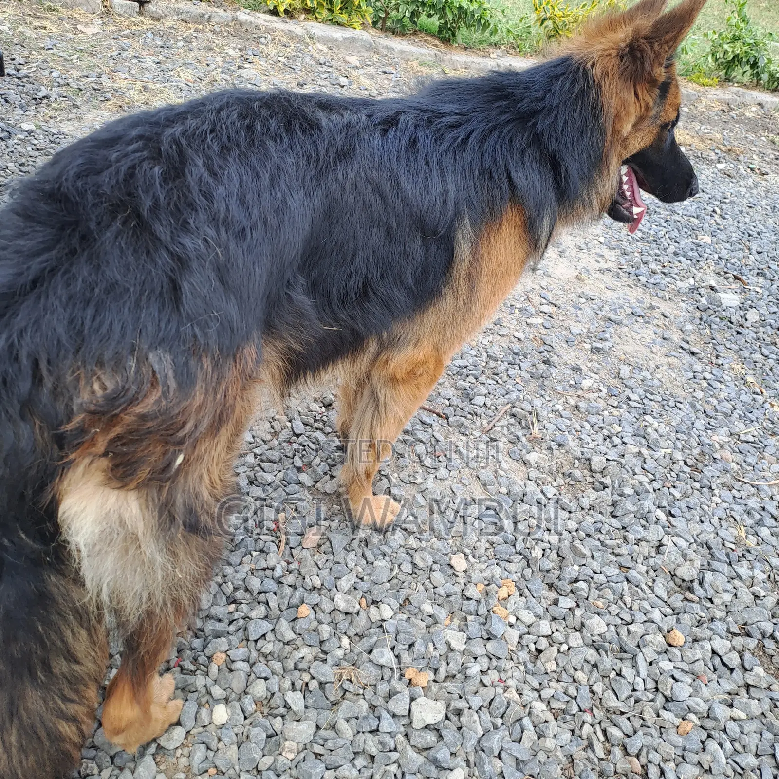 Quality Dog Stud Services Available